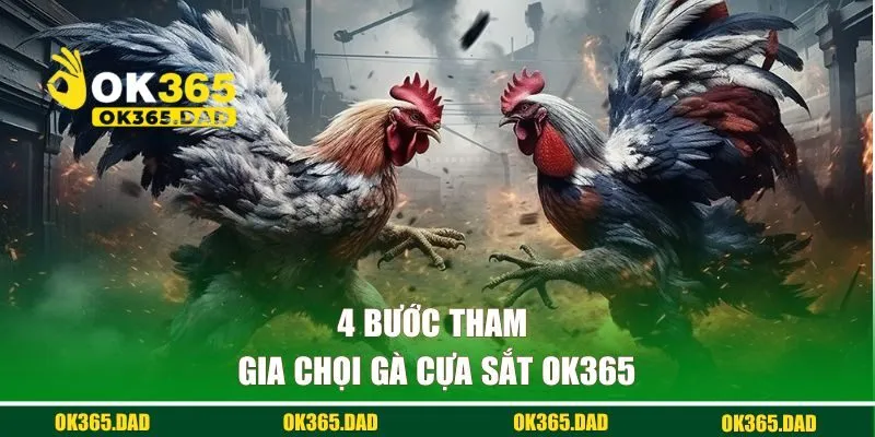 4 bước tham gia chọi gà cựa sắt OK365 