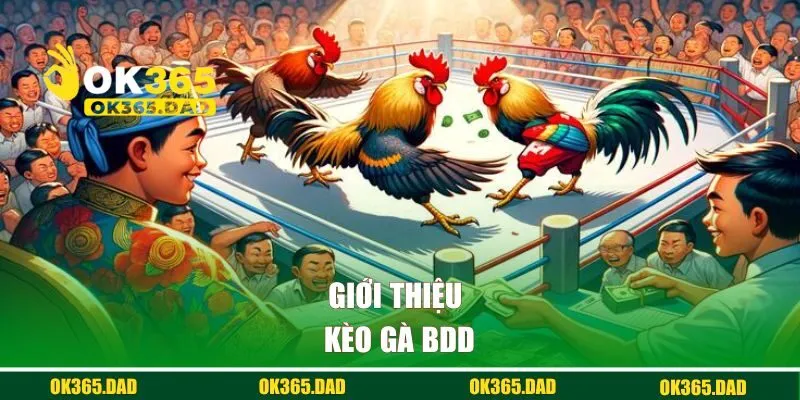 Giới thiệu kèo gà BDD