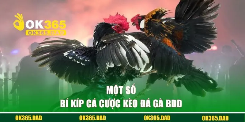 Một số bí kíp cá cược kèo đá gà BDD